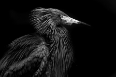 Reddish egret crazy hair in BW