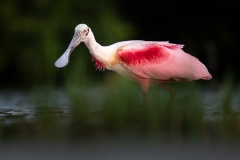 Spoonbill in the pond