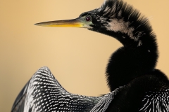Anhinga in profile