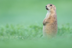 Prairie Dog with a brigth green background