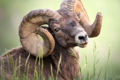 Bighorn resting in grass, headhsot
