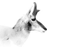 Pronghorn high key BW