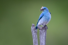 Mountain bluebird with bug