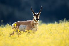 Pronghorn and yellow clover