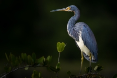 Tricolor heron looking on