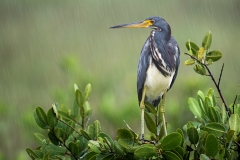 Tricolor heron in the rain