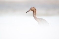 Reddish egret low in blowing sand