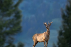 Young bull elk between the trees