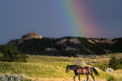 Wild horse in a rainbow