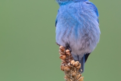 Mountain bluebird, perched at the top of some vegetation