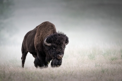 Bison in the dust