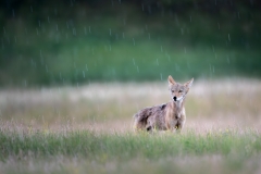 Shaggy coyote in the rain