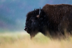 Bison in the rain