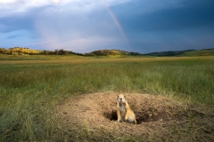 Prairie dog and a rainbow