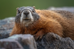 Close-up of a yellow bellied marmot on a rock