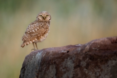 Burrowing owl perched on a rock