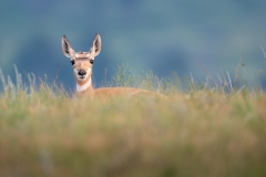 Young pronghorn peeking over the top of a hill