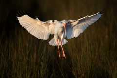 White Ibis Coming In