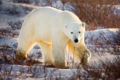 Arctic Tough Guy