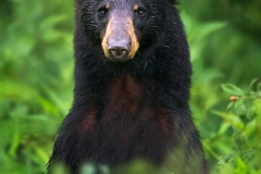 Standing Black Bear