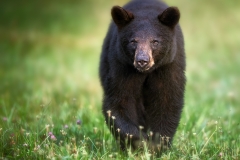 Black Bear Stroll