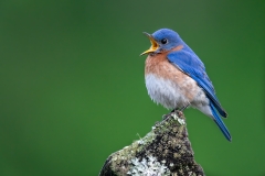 Singing Blue Bird