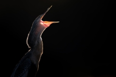 Anhinga backflip with mouth open