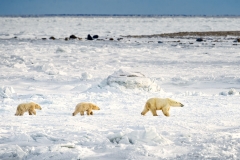 Polar Bear On Ice With Cubs