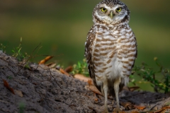 Puffy Burrowing Owl