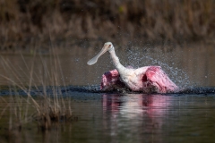 spoonbill taking a bath