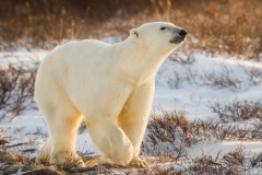 A polar bear looking on