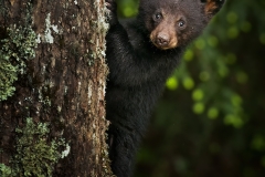 Bear Cub Hanging From A Tree