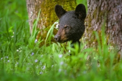B;ack Bear Cub Peeking Around A Tree
