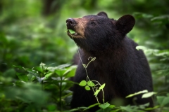 Black Bear Looking Into The Light
