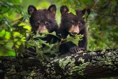 Black Bear Cubs Peeking Through Leaves