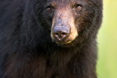 Blackbear Headshot