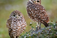 Curious Burrowing Owls