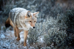 Coyote hunting in the snow