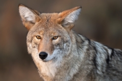 Coyote portrait