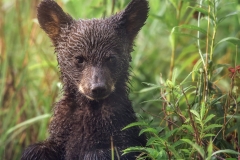 GSM Bear Cub
