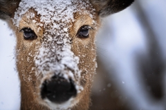 Doe In The Snow