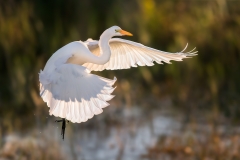 Angel Wings
