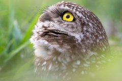 Burrowing owl looking up