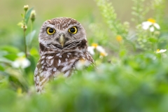 Burrowing owl peeking over grass