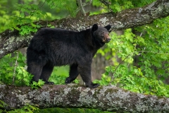 A blackbear surveys the landscape