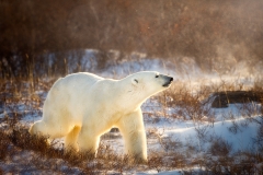 King of the arctic