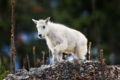 Mountain Goat Kid