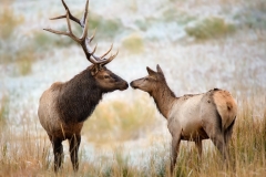 Kissing Elk