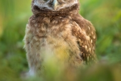 Burrowing Owlet In Sunrise Light