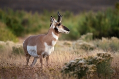 Pronghorn Buck In Evening Light